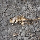 A dead fish skeleton in a drought-stricken area of Serbia