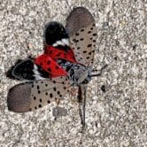 This photo shows a Spotted Lanternfly, in New Jersey.
