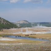 Steam rises from yellow ponds and bison drinking from a river.