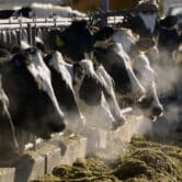 Cows feed through a fence on a dairy farm.