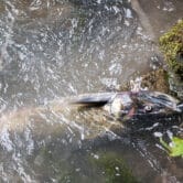 A dead salmon in a stream.