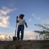 An irrigator prepares a field to receive water in California.