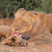 lioness grooming baby