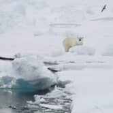 A polar bear near a Norwegian archipelago