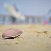 A clam sitting on a beach.