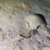 Fragments of a prehistoric human skeleton partly covered by sediment in an underwater cave.