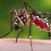 A female Aedes aegypti mosquito in the process of acquiring a blood meal from a human host.