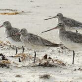 Bar-tailed godwits stand on the beach at Marion Bay in Australia.