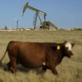 A cow walks through a field in front of an oil pumpjack and a flare burning off hydrocarbons.