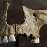 A piece of a human upper jawbone.