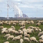 Sheep graze near wind turbines and a coal-fired power plant in Germany.