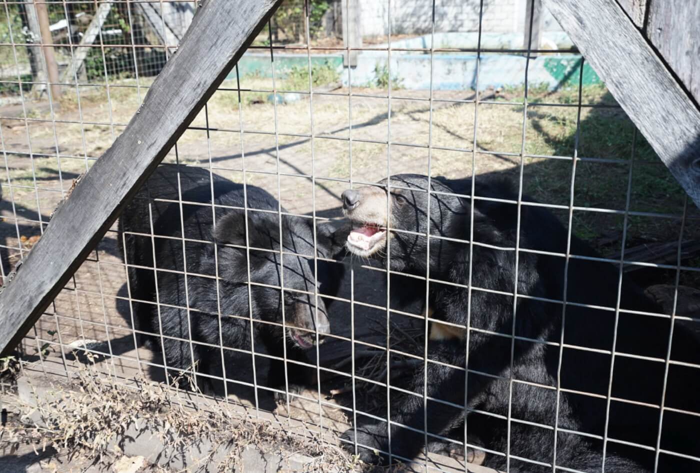 Dozens of animals removed from roadside zoo as part of settlement in PETA  case | Courthouse News Service