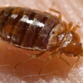 Bedbug stock photo