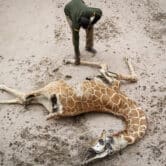 A ranger looks at the carcass of a giraffe in Kenya.