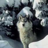 Gray wolf in snowy habitat