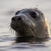 A harbor seal looks around in Casco Bay off Maine.