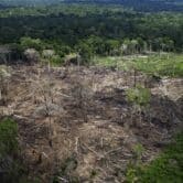 Trees lie in an area of recent deforestation in Brazil.