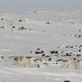 Caribou herd in the snow.
