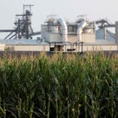 Corn stalks in front of an ethanol refinery.
