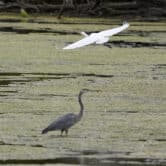 A great egret flies above a great blue heron in a wetland.
