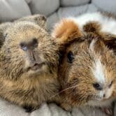 close-up photo of two guinea pigs sitting on a plush pillow