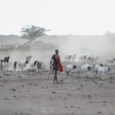 A man walks with his livestock in Kenya.