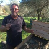 Olive farmer in Sicily