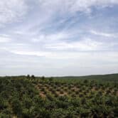 A field of palm oil trees in Indonesia.