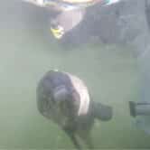 A bottlenose dolphin right under the greenish water surface looking at the camera. There is a yellow and black audio recorder on the dolphin's back. To the right of the dolphin is a black square button.