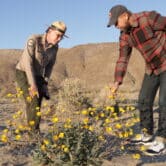Two California State Park employees, Dennis Stephen, regional interpretative specialist, left, and Dan McCamish, senior environmental scientist in the Colorado Desert District of the California Department of Parks and Recreation, right, look at a early blossoming winter yellow sunflower on the desert floor in Anza Borrego Desert State Park.