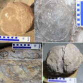 A collage of five photos of various states of fossilized titanosaur eggs. Each photo is outlined in a white border. In the top left, Photo A shows a beige and brown unhatched egg with a blue and white 10 centimeter ruler at the bottom. Underneath is Photo C, showing a gray and brown fossilized egg with dark brown lines coming to a point not eh right side. There is a circle on some the left side lines and an arrow pointing to the open space between the top and bottom layers of lines. There is a blue and white 10 centimeter ruler on top. Underneath is Photo D, which shows a gray and brown fossilized egg with a black curved outline. In the top right is Photo B, a gray fossil with a light gray circular outline with a blue and white 10 centimeter ruler to the right. Below is Photo E, a gray and beige excavated egg with an indent running down its center. The right half is higher than the left half and is marked with the number three, circled.