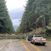 Fallen trees block a roadway.