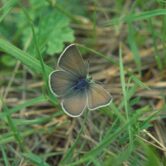 A butterfly in grass.