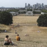 People sit on the sun-parched grass in Greenwich Park in London.