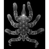 The body of a regenerated male sea spider.
