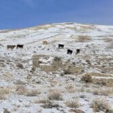 Cows walk around a desert ridge in Nevada.