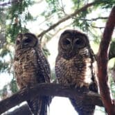 California spotted owls sitting on a tree limb