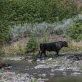 A feral bull is seen along the Gila River.