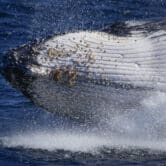 A humpback whale breaches off the coast of Australia.
