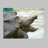 Snapping turtle with head outside shell.