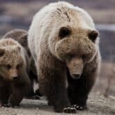 Brown bear with two cubs.
