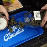 A dispensary worker pours marijuana flowers onto a tray.