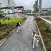 Two dogs walk along the Chernobyl area of Ukraine.