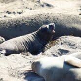 An elephant seal pup.