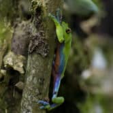 A frog with orange, blue and green skin climbs a tree in a forest in Costa Rica.