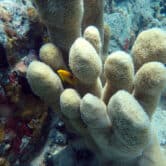 threatened species of coral