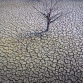 A barren tree in the middle of the dried-up Sau reservoir in Spain.