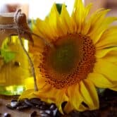 Yellow sunflower with a bottle of sunflower oil and seeds