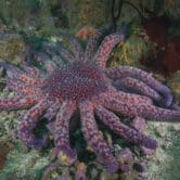 A purple sunflower sea star rests at the sea bottom.