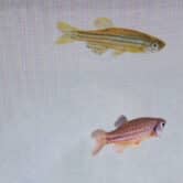 A zebrafish swims near a video of another in a lab.
